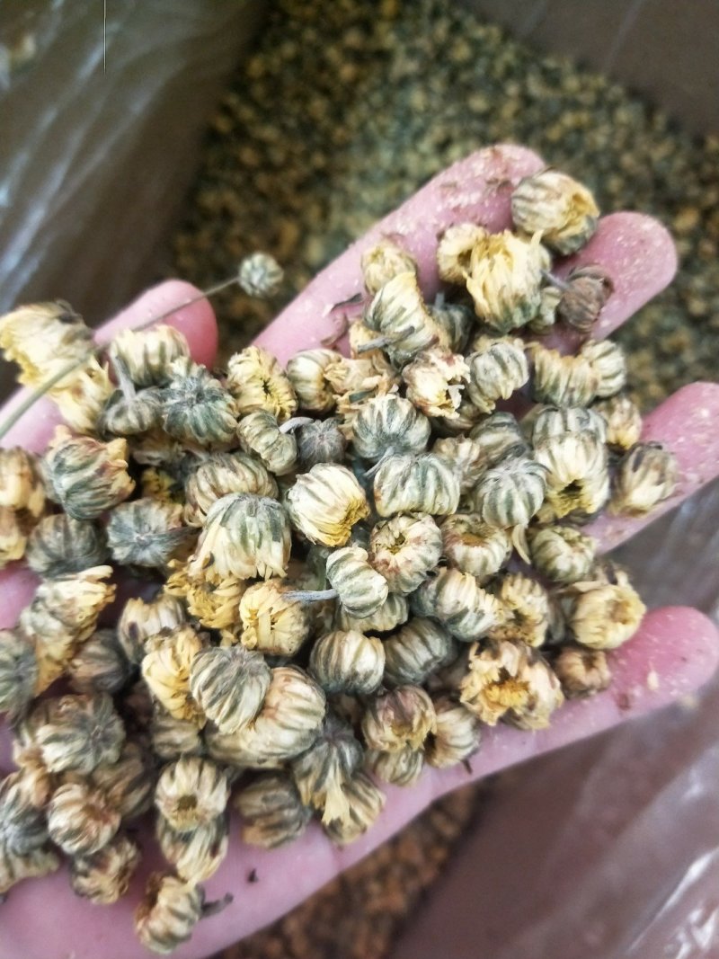 桐乡胎菊，北京菊，黄山贡菊，七月菊，金丝皇菊，新货上市，