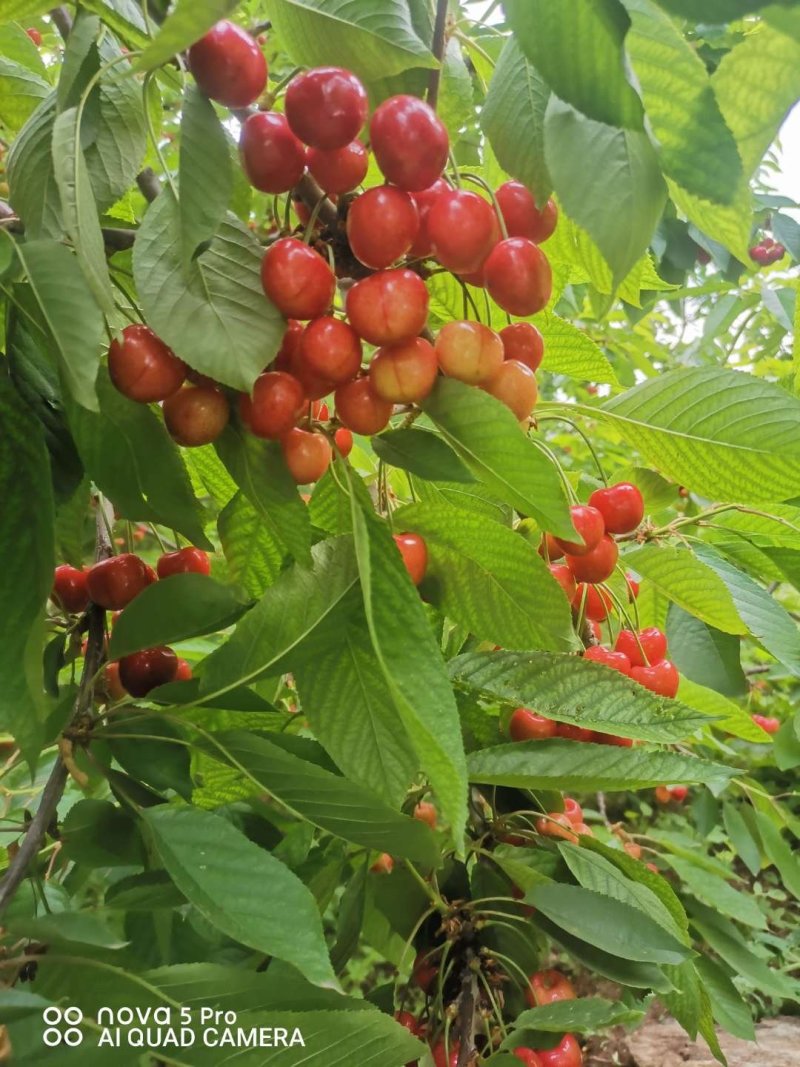陕西咸阳大樱桃国产车厘子现货一件代发，现摘现发5.1上市