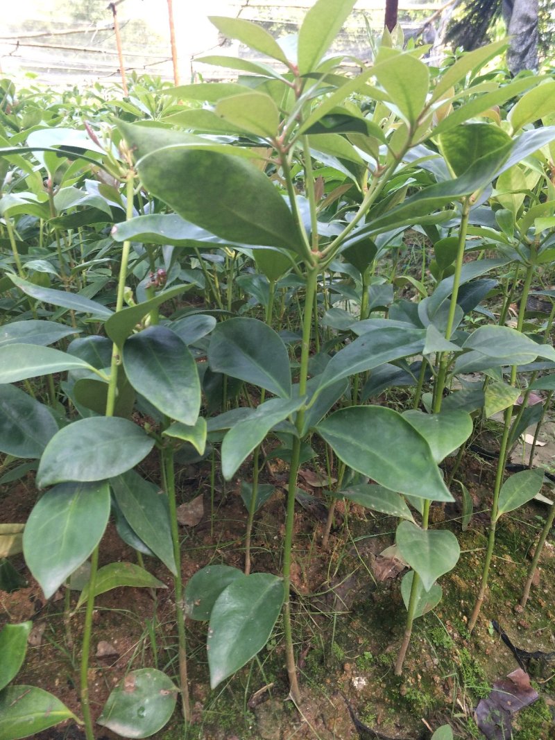 优良八角直生杯苗，两角小苗，嫁接苗，嫁接地苗