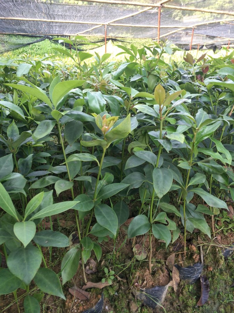 优良八角直生杯苗，两角小苗，嫁接苗，嫁接地苗