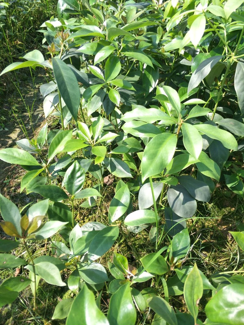 优良八角直生杯苗，两角小苗，嫁接苗，嫁接地苗