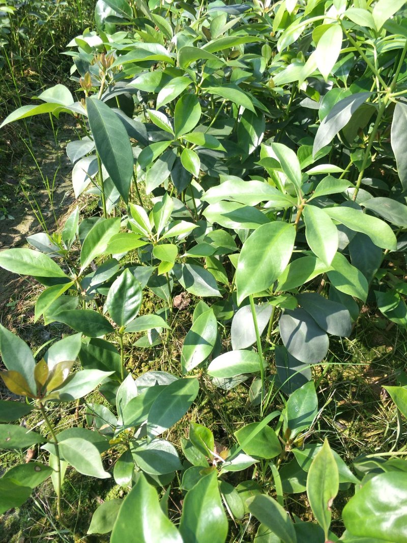 优良八角直生杯苗，两角小苗，嫁接苗，嫁接地苗