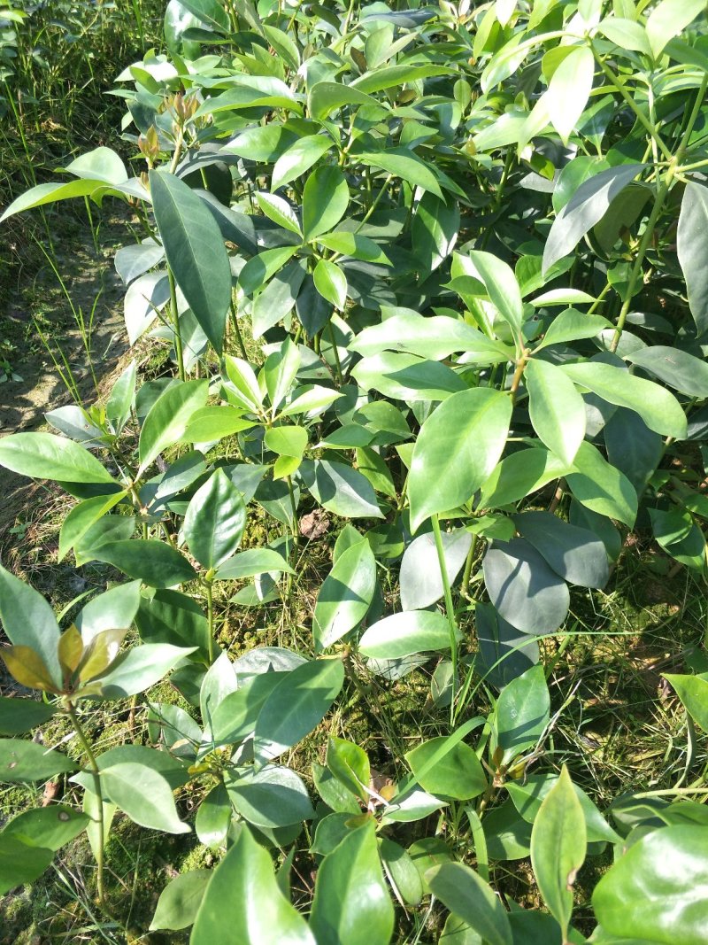 优良八角直生杯苗，两角小苗，嫁接苗，嫁接地苗