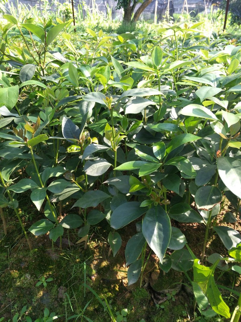 优良八角直生杯苗，两角小苗，嫁接苗，嫁接地苗