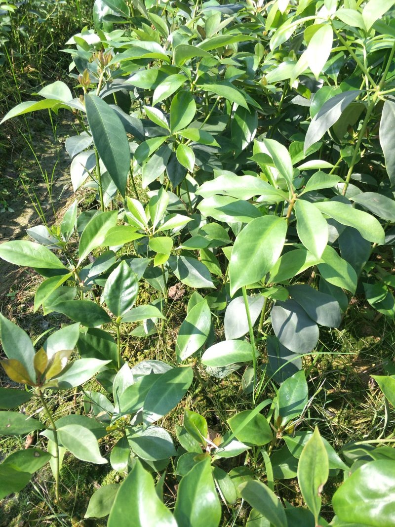 优良八角直生杯苗，两角小苗，嫁接苗，嫁接地苗