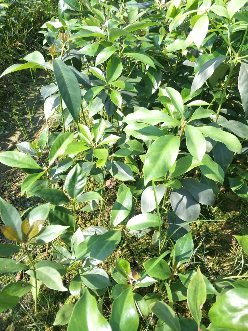 优良八角直生杯苗，两角小苗，嫁接苗，嫁接地苗