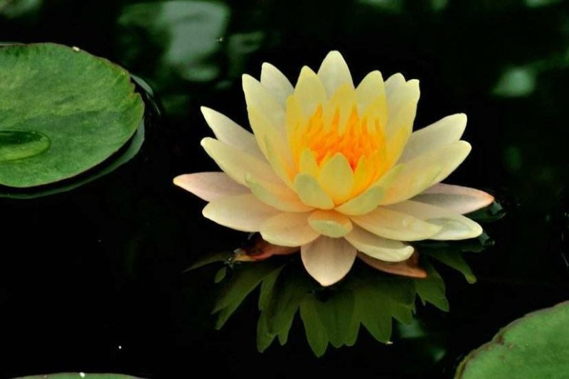 池塘水池大睡莲睡莲根块水培植物大睡莲花根包活