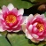 池塘水池大睡莲睡莲根块水培植物大睡莲花根包活