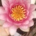 池塘水池大睡莲睡莲根块水培植物大睡莲花根包活