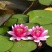 池塘水池大睡莲睡莲根块水培植物大睡莲花根包活