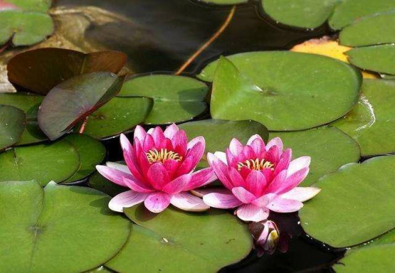 池塘水池大睡莲睡莲根块水培植物大睡莲花根包活