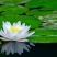 池塘水池大睡莲睡莲根块水培植物大睡莲花根包活