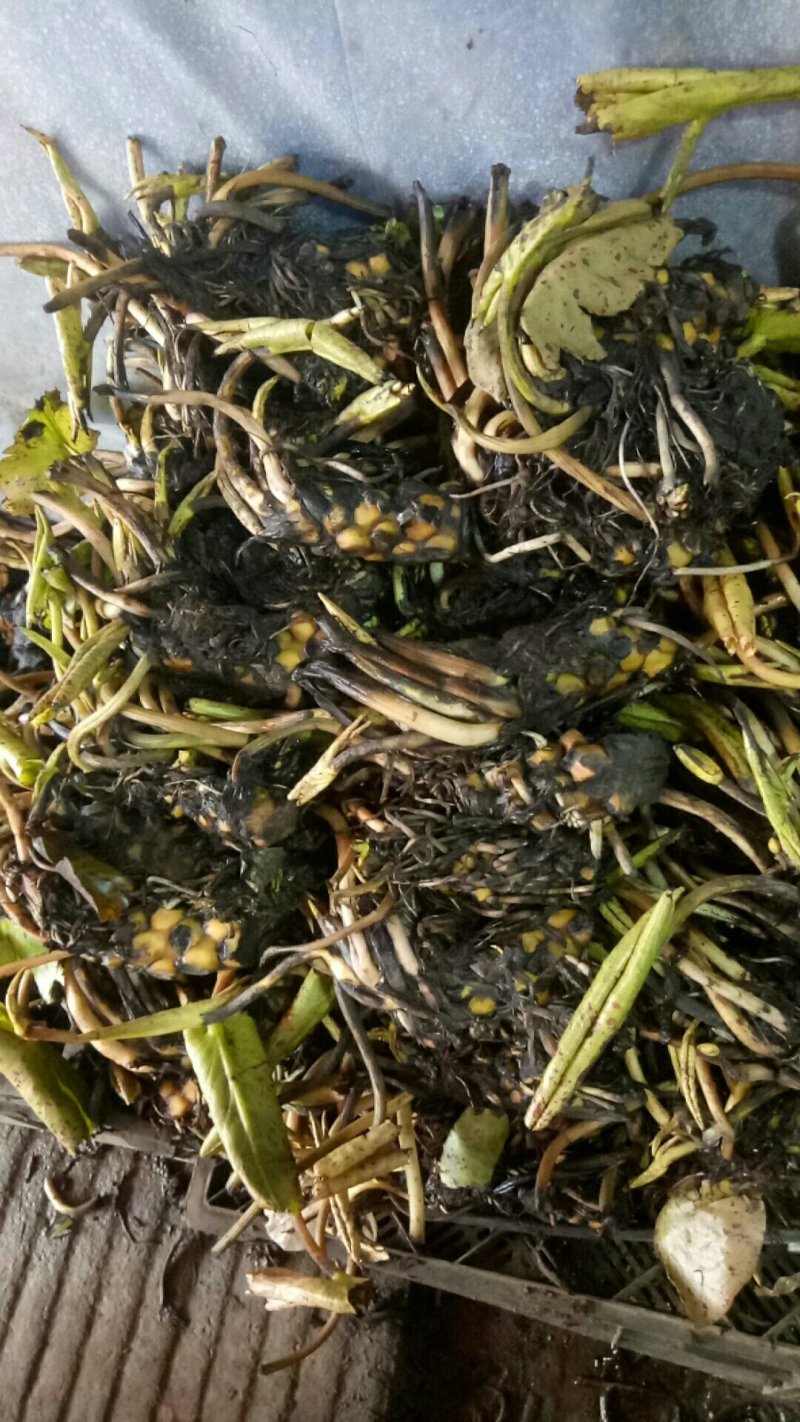 池塘水池大睡莲睡莲根块水培植物大睡莲花根包活
