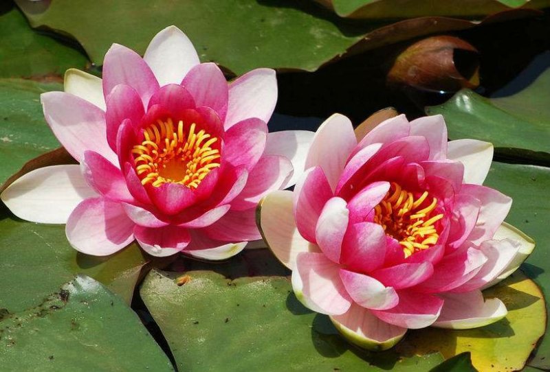 池塘水池大睡莲睡莲根块水培植物水生根块大睡莲花根