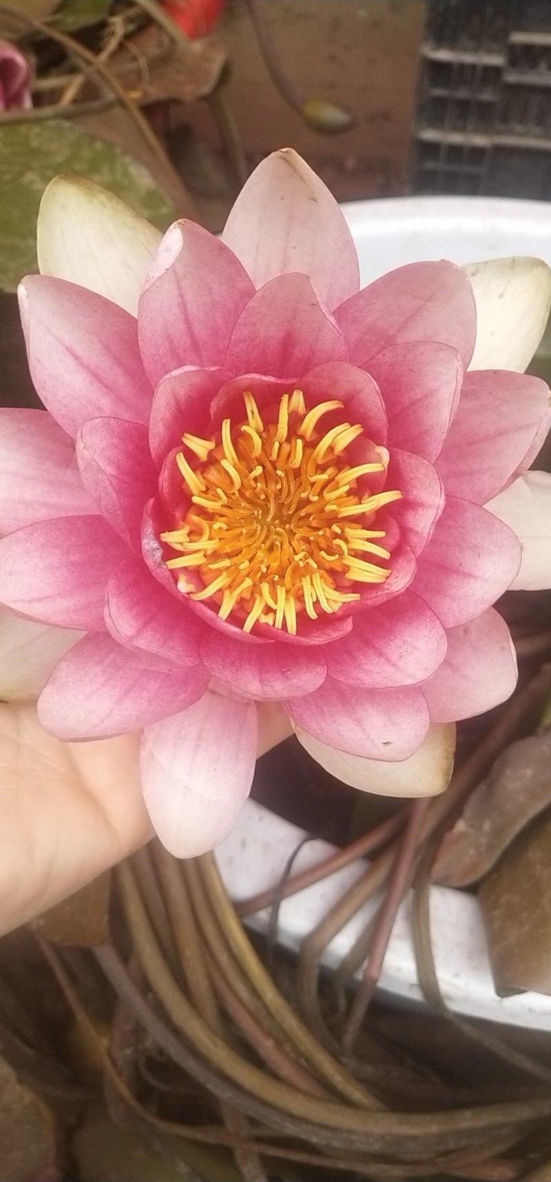 池塘水池大睡莲睡莲根块水培植物水生根块大睡莲花根