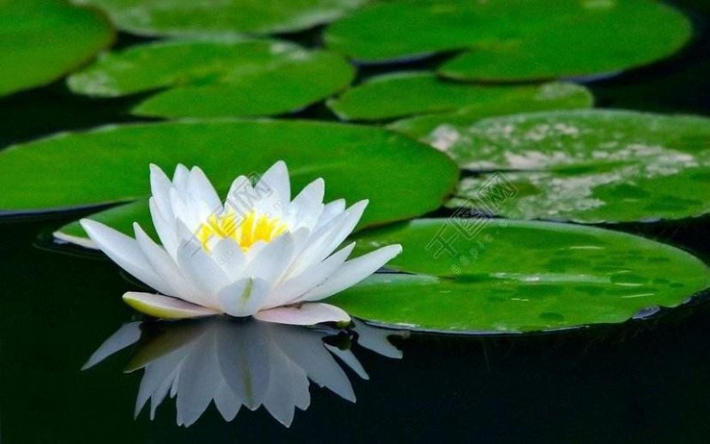 池塘水池大睡莲睡莲根块水培植物水生根块大睡莲花根