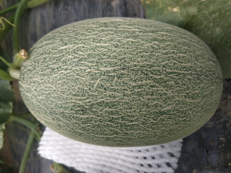 圣蜜三五