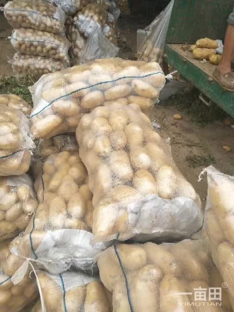 土豆黄心土豆大量供应欢迎前来客商前来订购