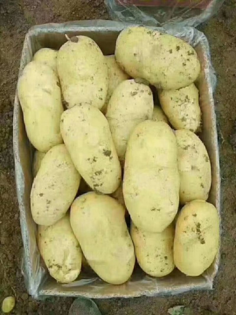 土豆黄心土豆大量供应欢迎前来客商前来订购