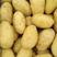 土豆黄心土豆大量供应欢迎前来客商前来订购