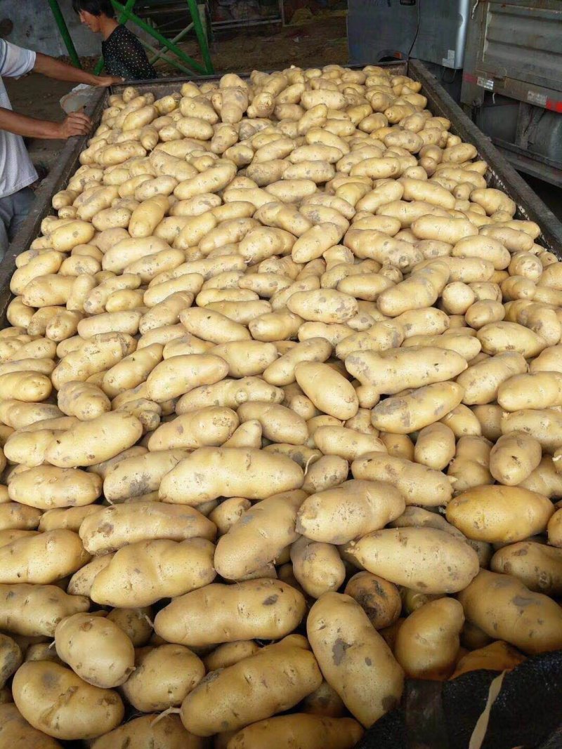 土豆黄心土豆大量供应欢迎前来客商前来订购