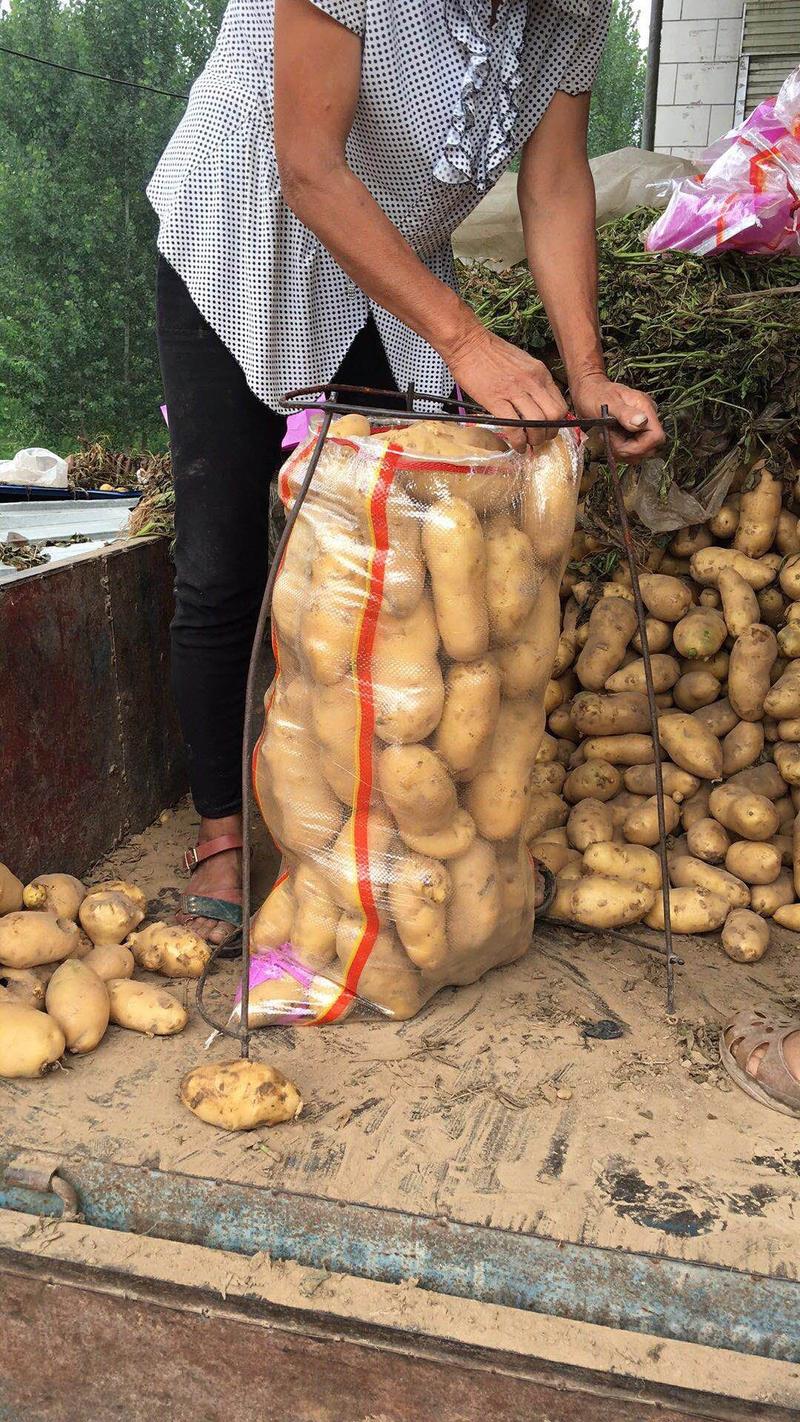 土豆黄心土豆大量供应欢迎前来客商前来订购