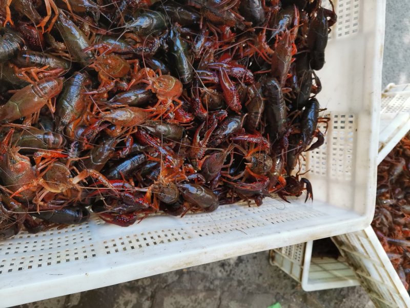 黄河口小龙虾