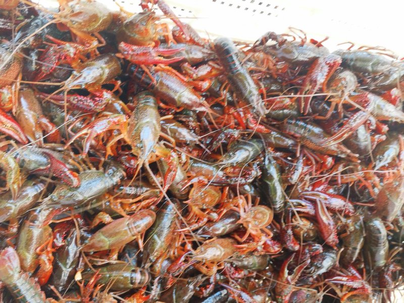黄河口小龙虾