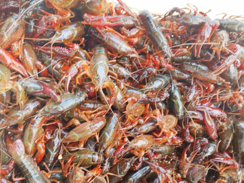 黄河口小龙虾