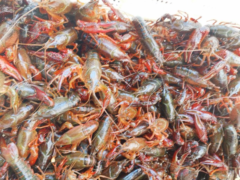 黄河口小龙虾