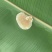 【产地云南】西双版纳野生森林蜂蜜悬崖蜜树洞蜜