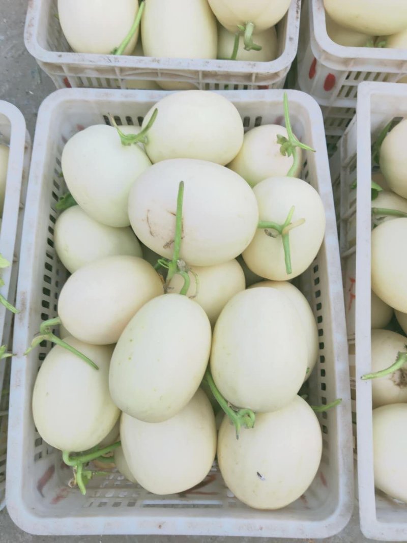 精品白沙蜜甜瓜，大量上市1.5斤以上皮薄脆甜可视频看货
