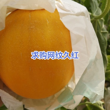 瓜果类