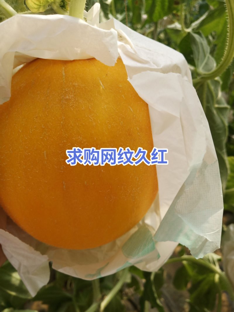 瓜果类