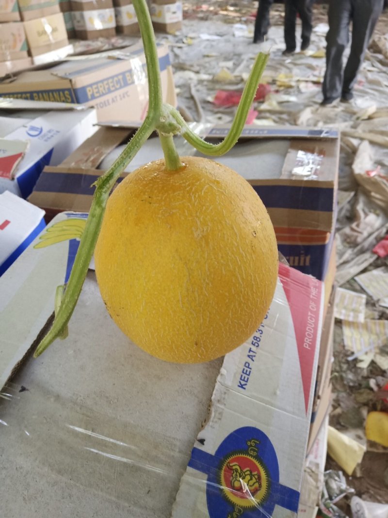 瓜果类