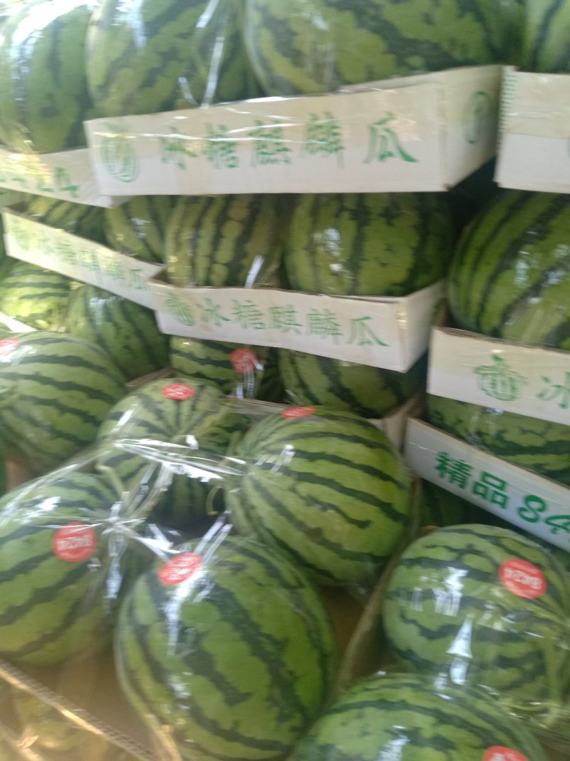 河南周口美都西瓜头茬瓜批发支持线上