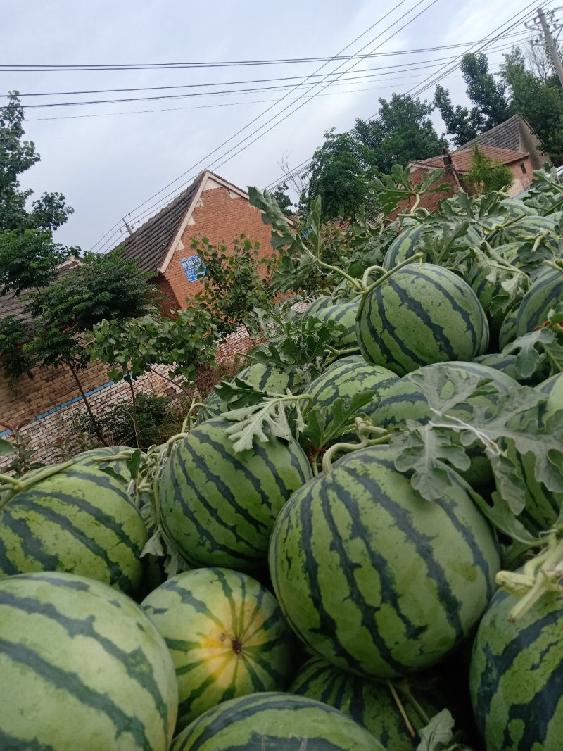 河南周口美都西瓜头茬瓜批发支持线上