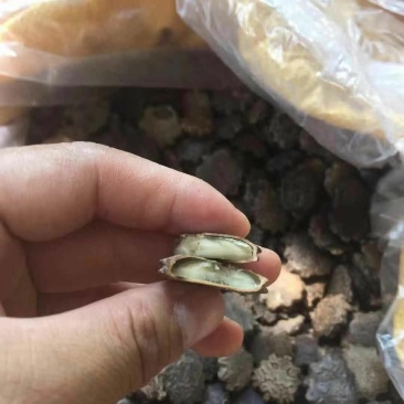 供应木鳌子