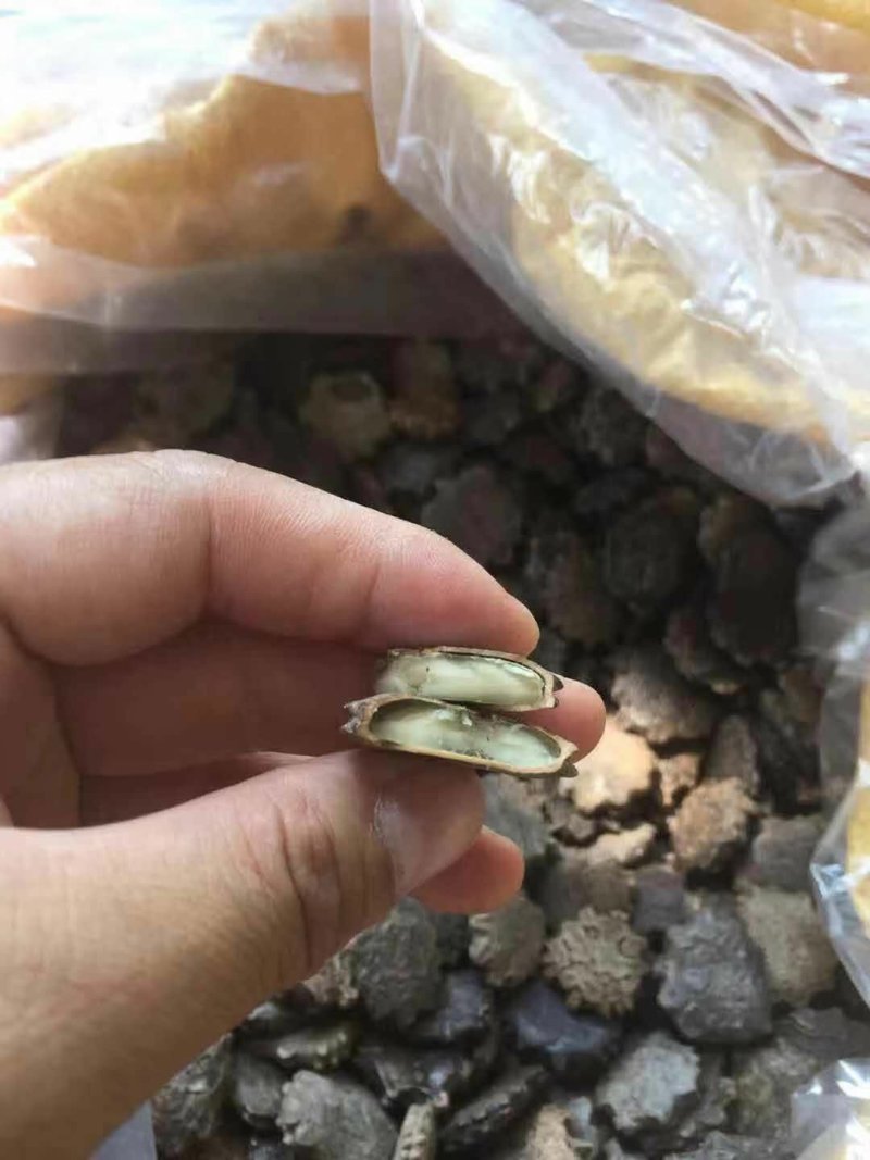 供应木鳌子