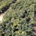 沙巴嘉宝果苗树葡萄苗庭院盆栽观果树(70-100)厘米高