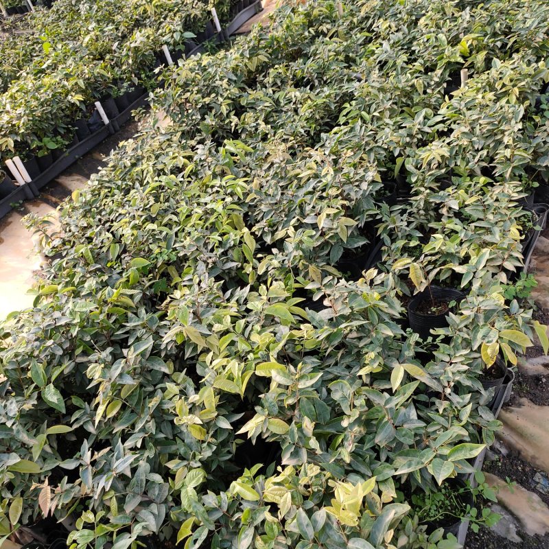 沙巴嘉宝果苗树葡萄苗庭院盆栽观果树(70-100)厘米高