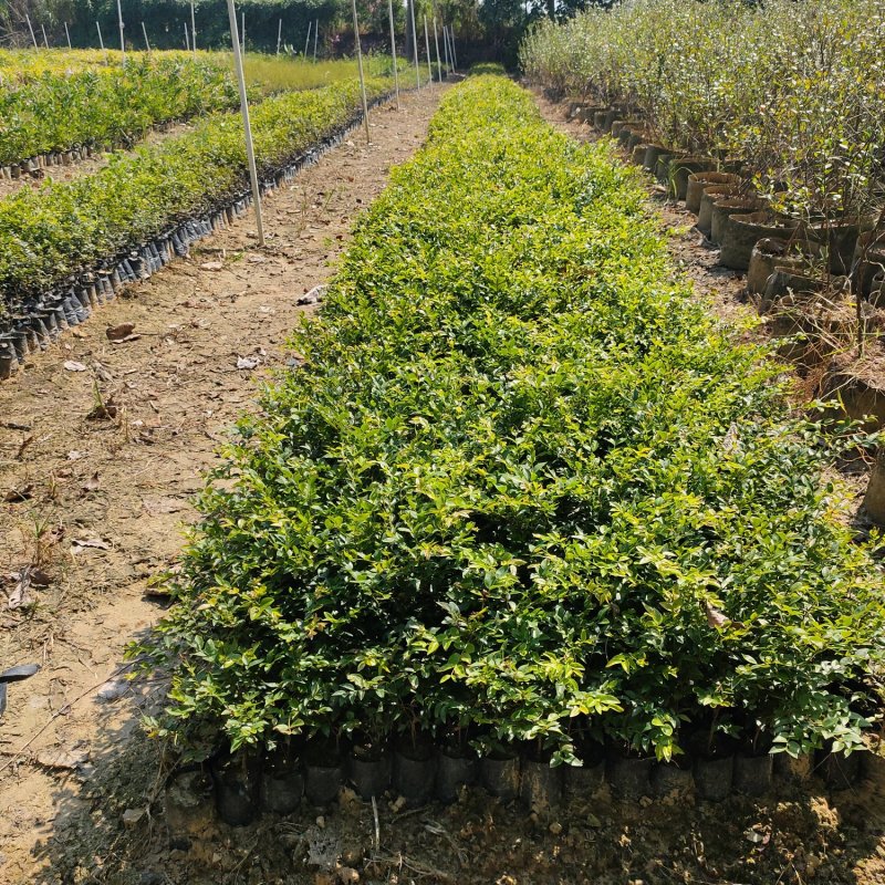 沙巴嘉宝果苗树葡萄苗庭院盆栽观果树(70-100)厘米高