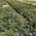 沙巴嘉宝果苗树葡萄苗庭院盆栽观果树(70-100)厘米高
