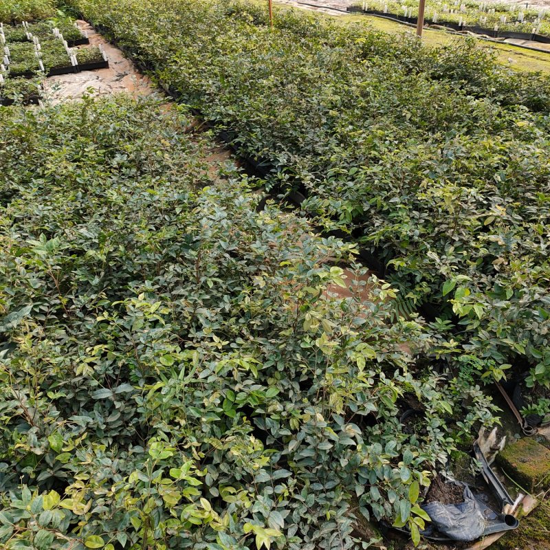 沙巴嘉宝果苗树葡萄苗庭院盆栽观果树(70-100)厘米高