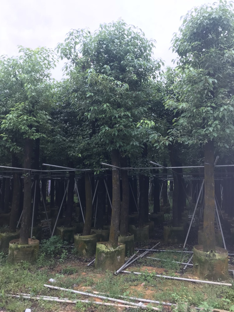 香樟树15公分大量清货中，价格美丽，有需要请联系。