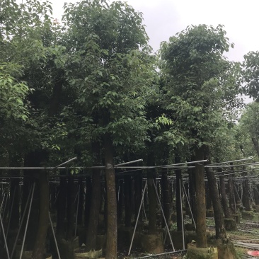 香樟树15公分大量清货中，价格美丽，有需要请联系。