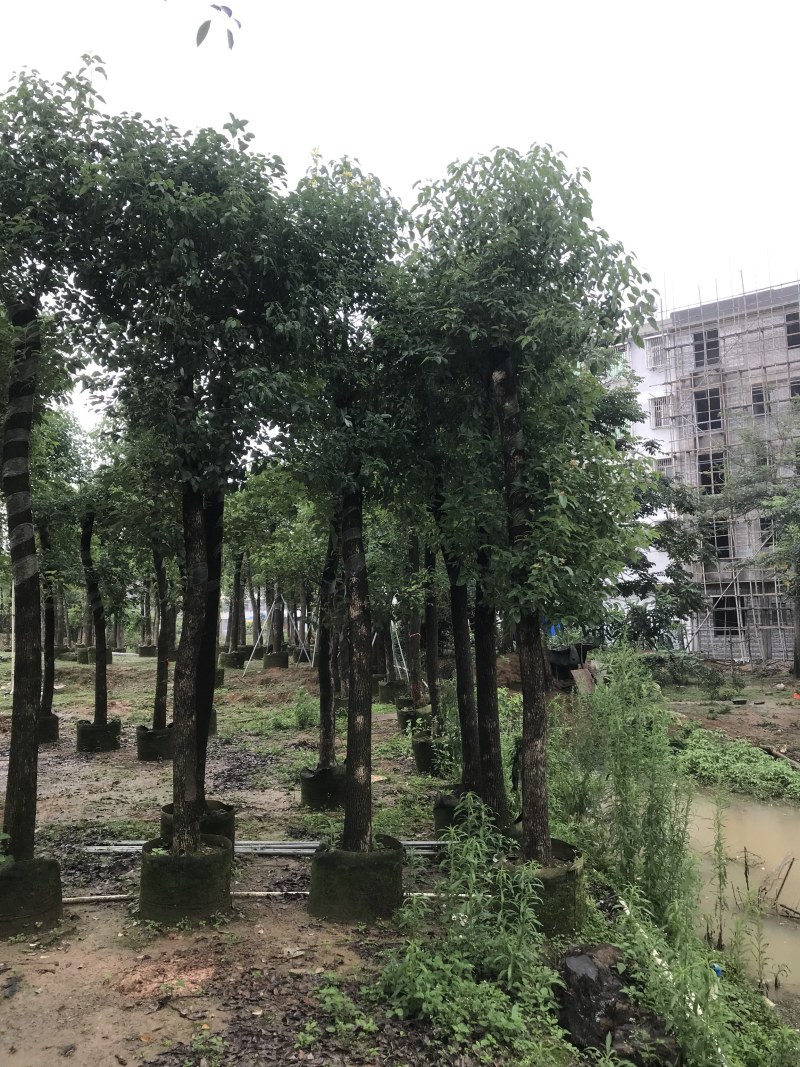 香樟树15公分大量清货中，价格美丽，有需要请联系。