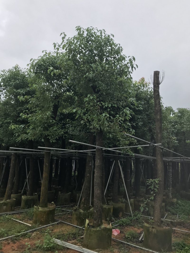 香樟树15公分大量清货中，价格美丽，有需要请联系。