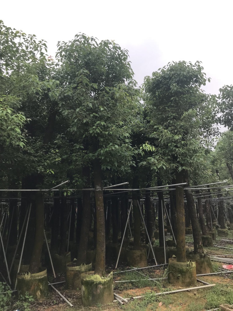 香樟树15公分大量清货中，价格美丽，有需要请联系。