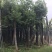 香樟树15公分大量清货中，价格美丽，有需要请联系。